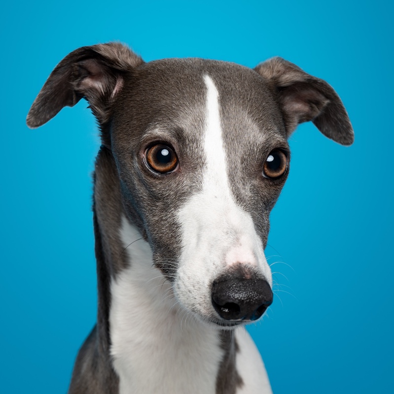 Profile_Charlie